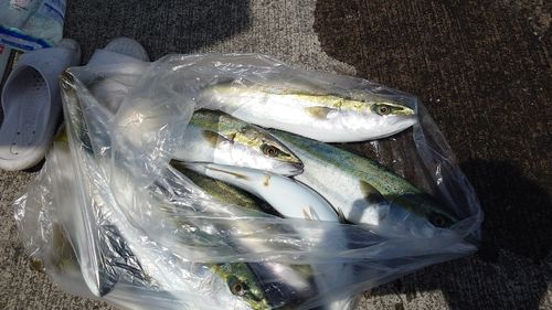 ハマチの釣果