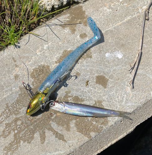 カタクチイワシの釣果