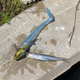 カタクチイワシ