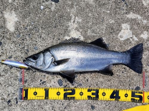 ヒラスズキの釣果