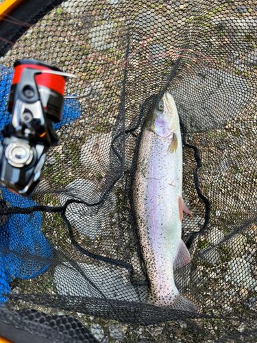 ニジマスの釣果