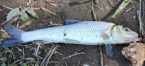 ニゴイの釣果