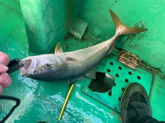 ハマチの釣果