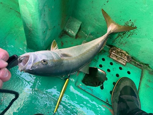 ハマチの釣果