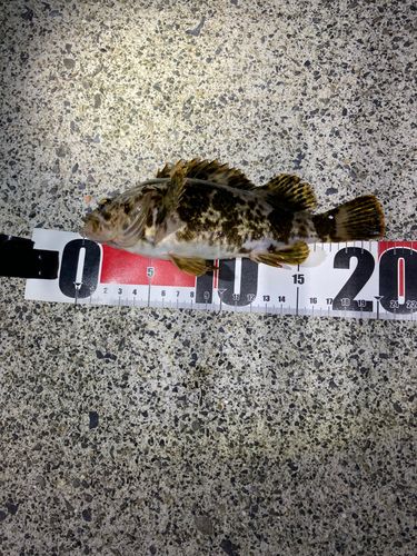 タケノコメバルの釣果