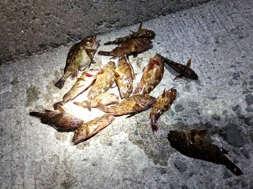 ガシラの釣果