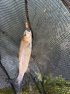 トラウトの釣果