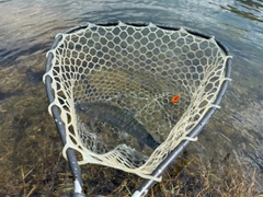 ニジマスの釣果
