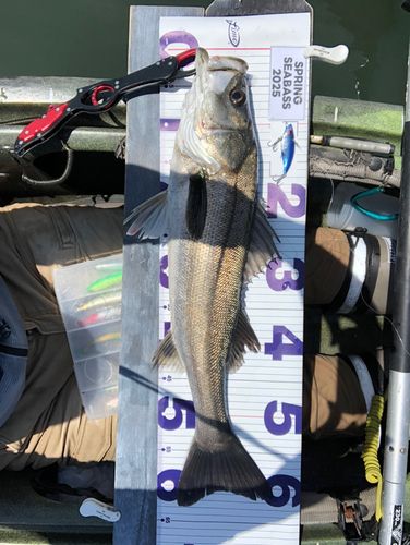 シーバスの釣果