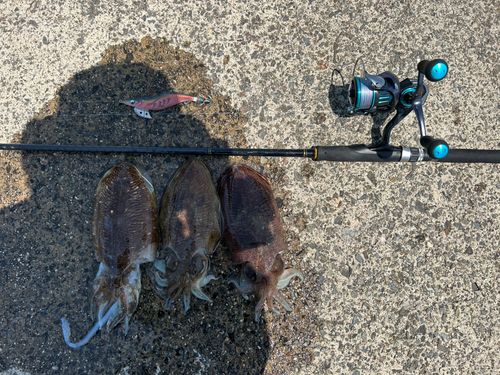 コウイカの釣果