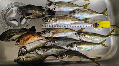 マアジの釣果