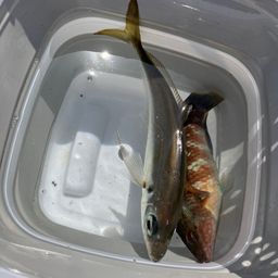 アジ
