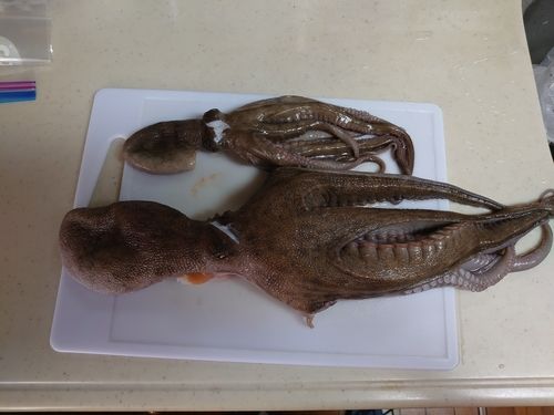 タコ