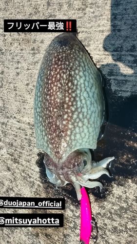 コウイカの釣果