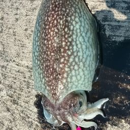 コウイカ