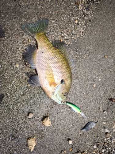 ブルーギルの釣果