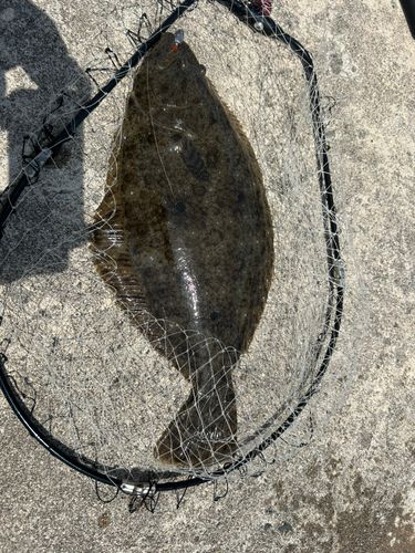 ヒラメ