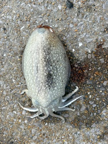 コウイカの釣果