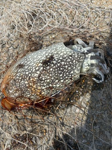 コウイカの釣果