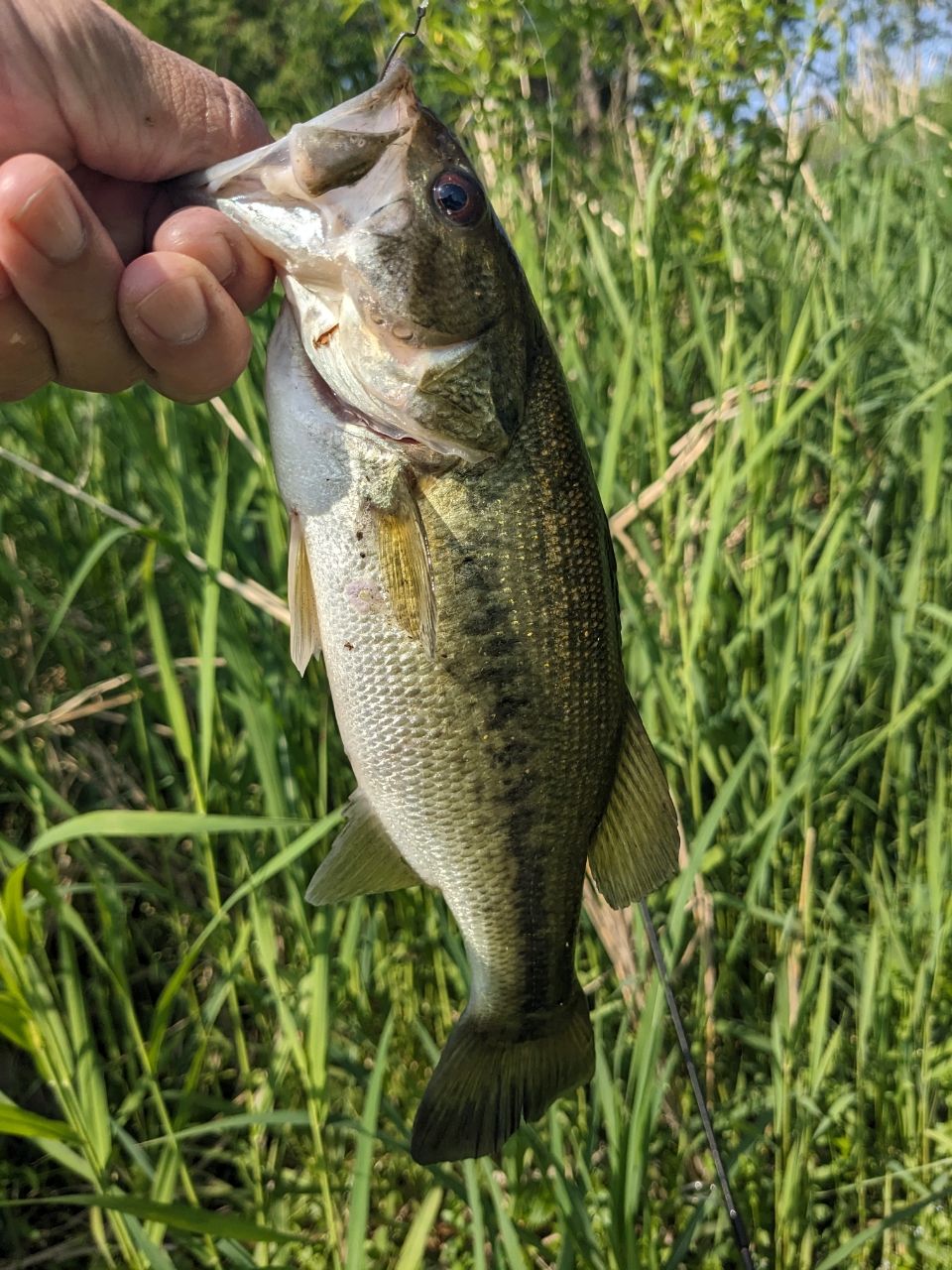 ラージマウスバス