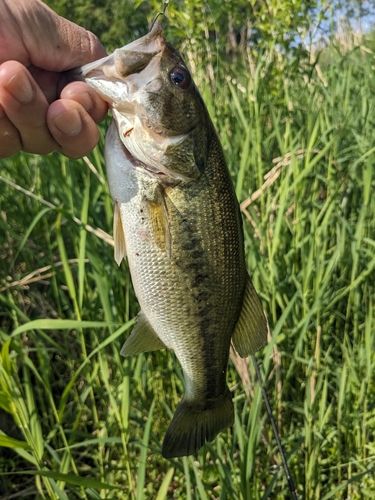 ラージマウスバスの釣果