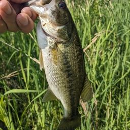 ラージマウスバス