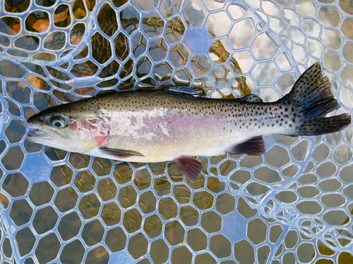 ニジマスの釣果