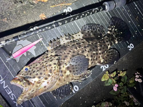 ヤイトハタの釣果