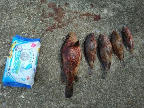 カサゴの釣果