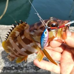 アカハタ