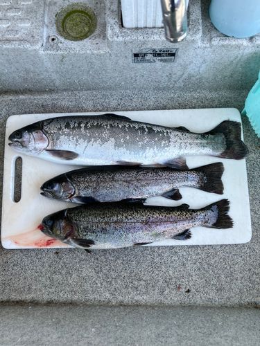 ニジマスの釣果