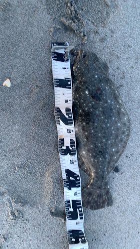 ヒラメの釣果