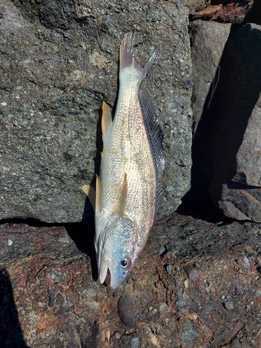 スズキの釣果