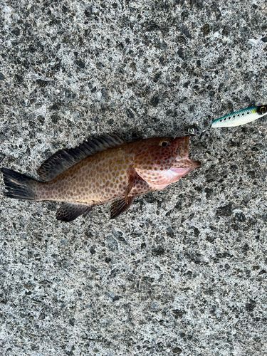 オオモンハタの釣果