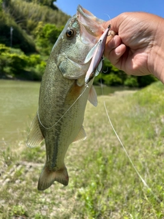 ブラックバスの釣果