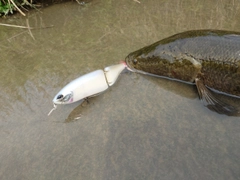 ライギョの釣果