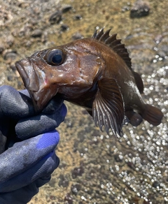 釣果