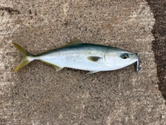 フクラギの釣果