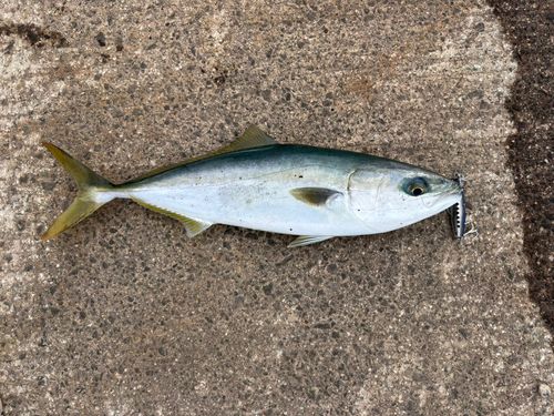 フクラギの釣果