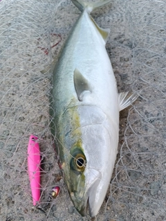 ハマチの釣果