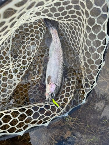 ニジマスの釣果