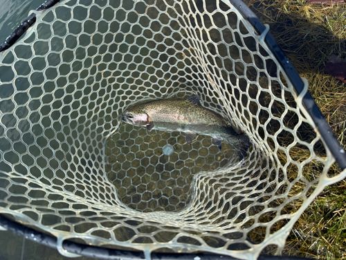 ニジマスの釣果