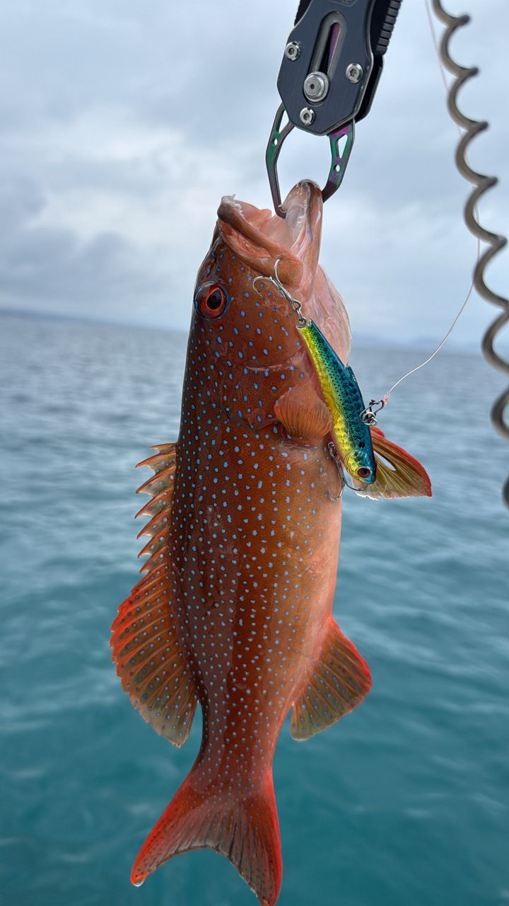 アカジンミーバイ