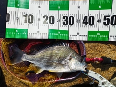 キビレの釣果