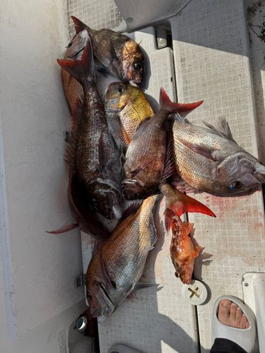 マダイの釣果