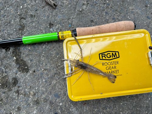 テナガエビの釣果