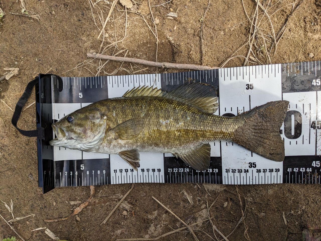 スモールマウスバス