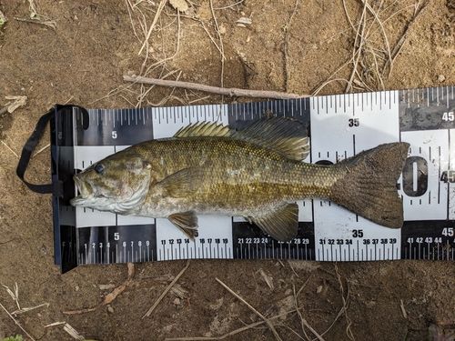 スモールマウスバスの釣果