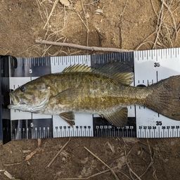 スモールマウスバス