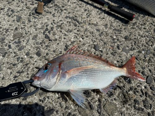 チダイの釣果